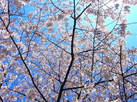 sakura sky.JPG